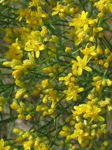 Gutierrezia sarothrae